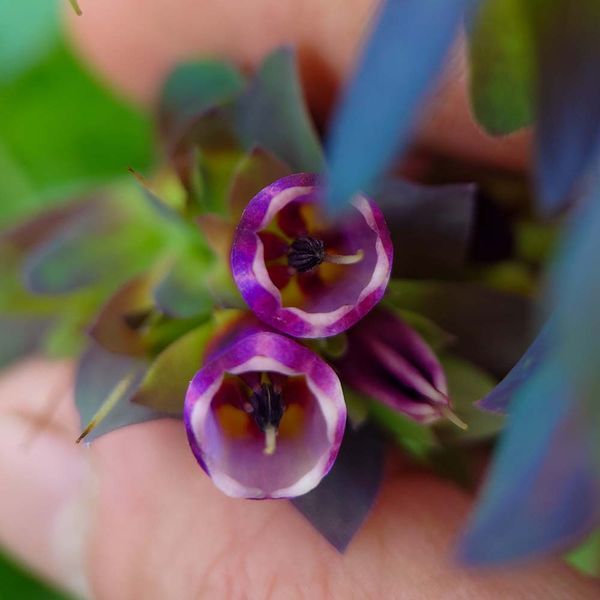 Восковник большой семена, Cerinthe major 'Purpurascens' seeds