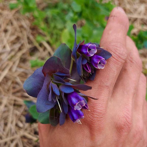Восковник большой семена, Cerinthe major 'Purpurascens' seeds