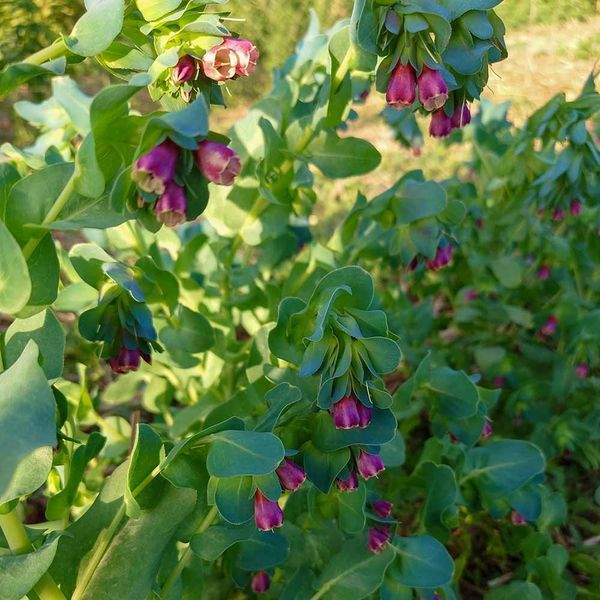 Восковник большой семена, Cerinthe major 'Purpurascens' seeds