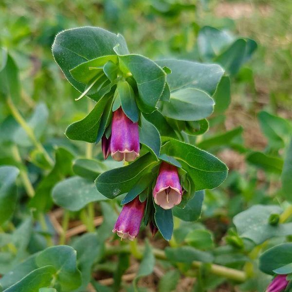 Восковник большой семена, Cerinthe major 'Purpurascens' seeds