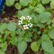 Настурция лекарственная семена, Nasturtium officinale seeds 1