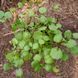 Настурция лекарственная семена, Nasturtium officinale seeds 2
