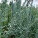 Полин луїзіанський насіння, Artemisia ludoviciana seeds 4