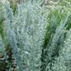 Полин луїзіанський насіння, Artemisia ludoviciana seeds 1