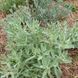 Полин луїзіанський насіння, Artemisia ludoviciana seeds 5