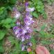 Шалфей красный семена, Salvia miltiorrhiza seeds 1