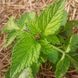 Шалфей красный семена, Salvia miltiorrhiza seeds 4