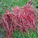 Шалфей красный семена, Salvia miltiorrhiza seeds 3