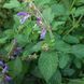 Шалфей красный семена, Salvia miltiorrhiza seeds 2