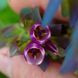 Восковник большой семена, Cerinthe major 'Purpurascens' seeds 2