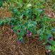 Восковник большой семена, Cerinthe major 'Purpurascens' seeds 6