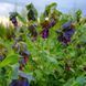Восковник большой семена, Cerinthe major 'Purpurascens' seeds 1