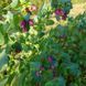 Восковник большой семена, Cerinthe major 'Purpurascens' seeds 3