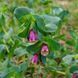 Восковник большой семена, Cerinthe major 'Purpurascens' seeds 4