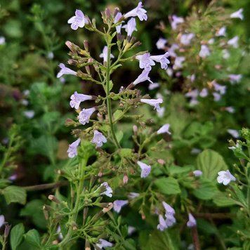 Душевик котовниковый семена, Calamintha nepeta seeds