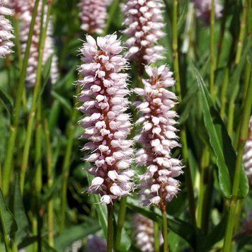 Горец змеиный семена, Polygonum bistorta seeds
