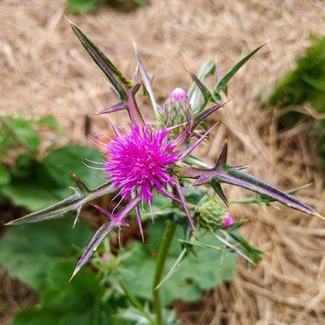 Нотобазис сирийский семена, Notobasis syriaca seeds