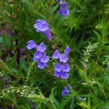 Шлемник байкальский семена, Scutellaria baicalensis seeds