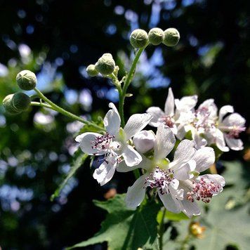 Сіда гермафродитна насіння, Sida hermaphrodita seeds