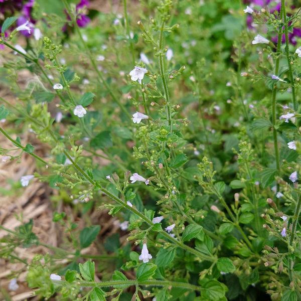 Душевик котовниковый семена, Calamintha nepeta seeds