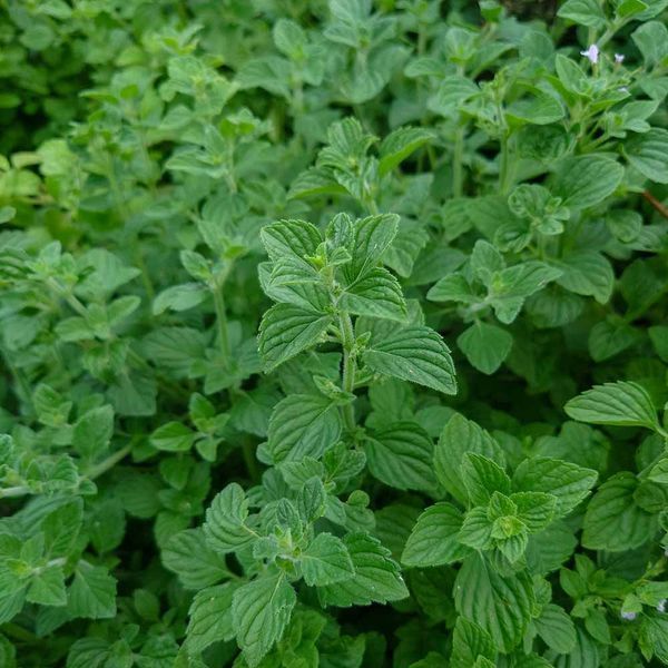 Душевик котовниковый семена, Calamintha nepeta seeds