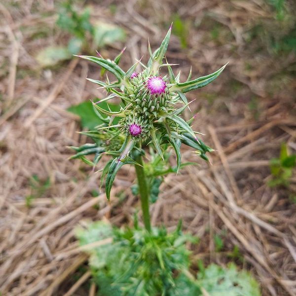 Нотобазис сирийский семена, Notobasis syriaca seeds