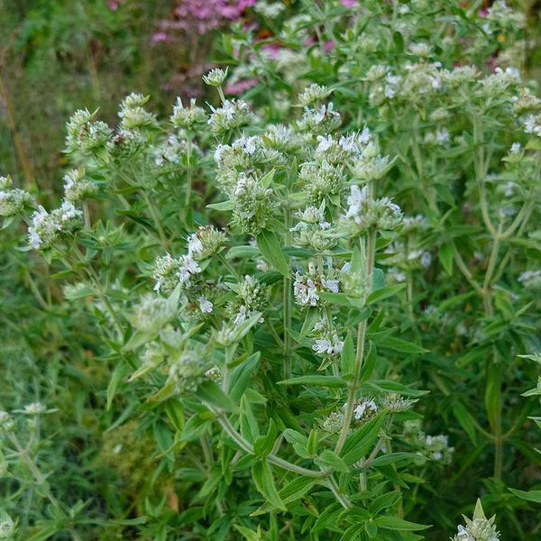 Пікнантемум волосистий насіння, Pycnanthemum pilosum seeds