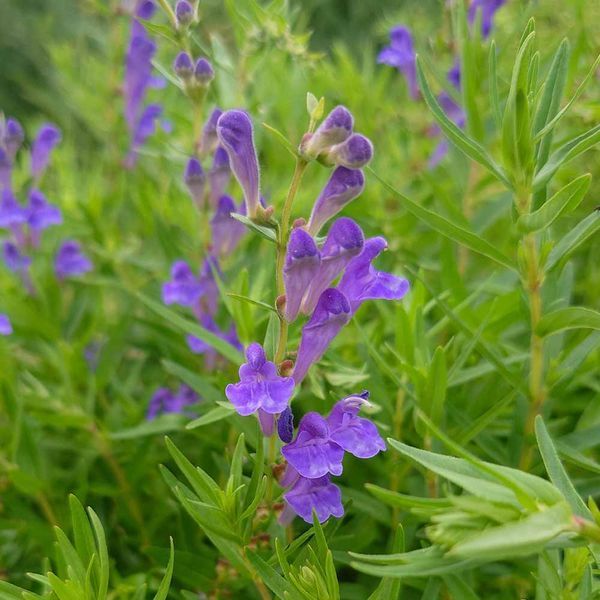 Шоломниця байкальська насіння, Scutellaria baicalensis seeds