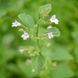 Душевик котовниковый семена, Calamintha nepeta seeds 3