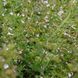 Душевик котовниковый семена, Calamintha nepeta seeds 4