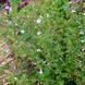 Душевик котовниковый семена, Calamintha nepeta seeds 2