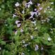 Душевик котовниковый семена, Calamintha nepeta seeds 1
