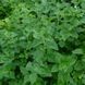 Душевик котовниковый семена, Calamintha nepeta seeds 5