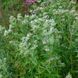 Пікнантемум волосистий насіння, Pycnanthemum pilosum seeds 2