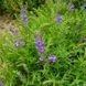 Шоломниця байкальська насіння, Scutellaria baicalensis seeds 2