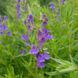 Шоломниця байкальська насіння, Scutellaria baicalensis seeds 5