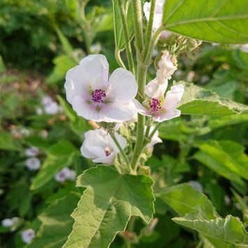 Алтей лекарственный семена, Althaea officinalis seeds