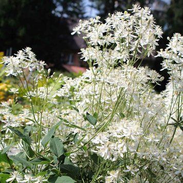 Ломонос прямой семена, Clematis recta seeds