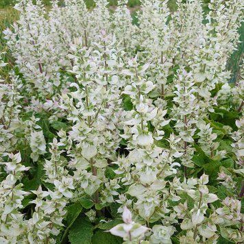 Шалфей мускатный белый семена, Salvia sclarea var. turkestanica &lsquo;Vatican White&rsquo; seeds