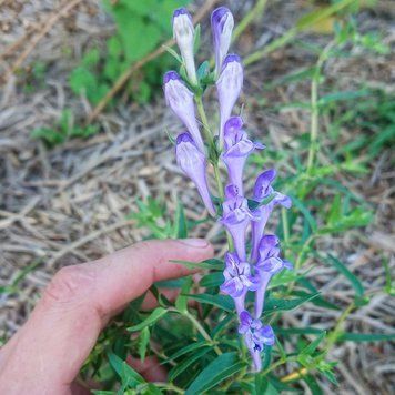 Шоломниця байкальська рослина, Scutellaria baicalensis