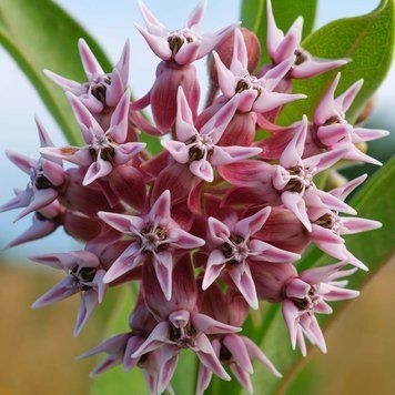 Ваточник красивый семена, Asclepias speciosa seeds