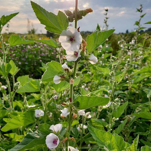 Алтея лікарська насіння, Althaea officinalis seeds
