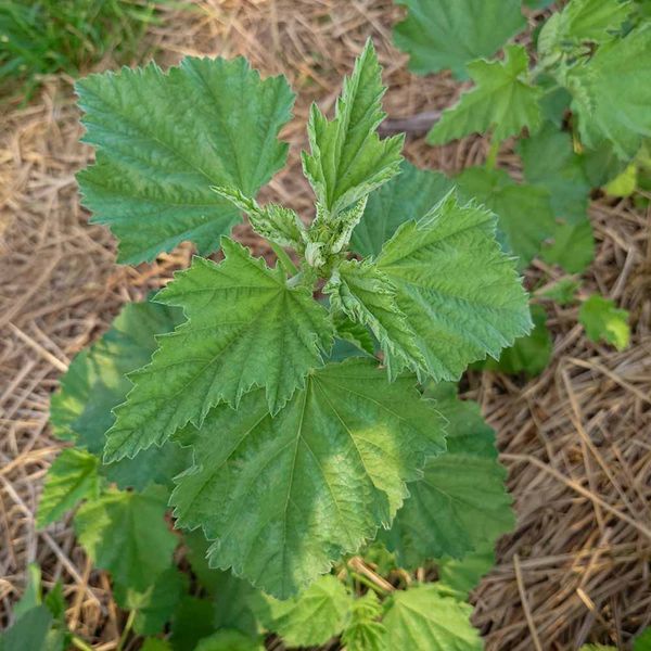 Алтея лікарська насіння, Althaea officinalis seeds
