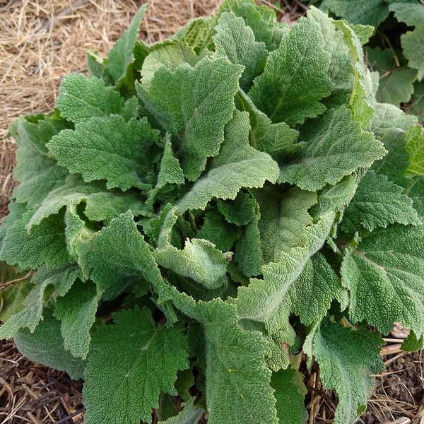 Шалфей мускатный белый семена, Salvia sclarea var. turkestanica &lsquo;Vatican White&rsquo; seeds