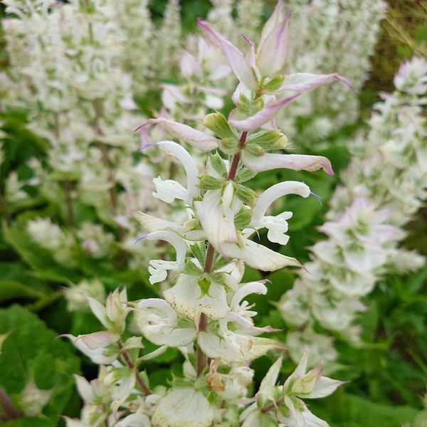 Шалфей мускатный белый семена, Salvia sclarea var. turkestanica &lsquo;Vatican White&rsquo; seeds