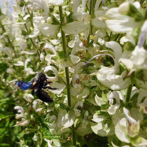 Шалфей мускатный белый семена, Salvia sclarea var. turkestanica &lsquo;Vatican White&rsquo; seeds