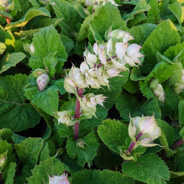 Шалфей мускатный белый семена, Salvia sclarea var. turkestanica &lsquo;Vatican White&rsquo; seeds