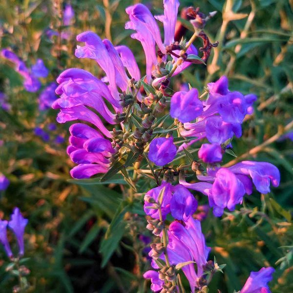 Шоломниця байкальська рослина, Scutellaria baicalensis