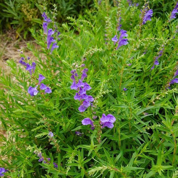 Шоломниця байкальська рослина, Scutellaria baicalensis