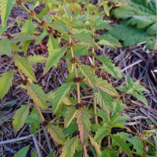 Зюзник европейский семена, Lycopus europaeus seeds
